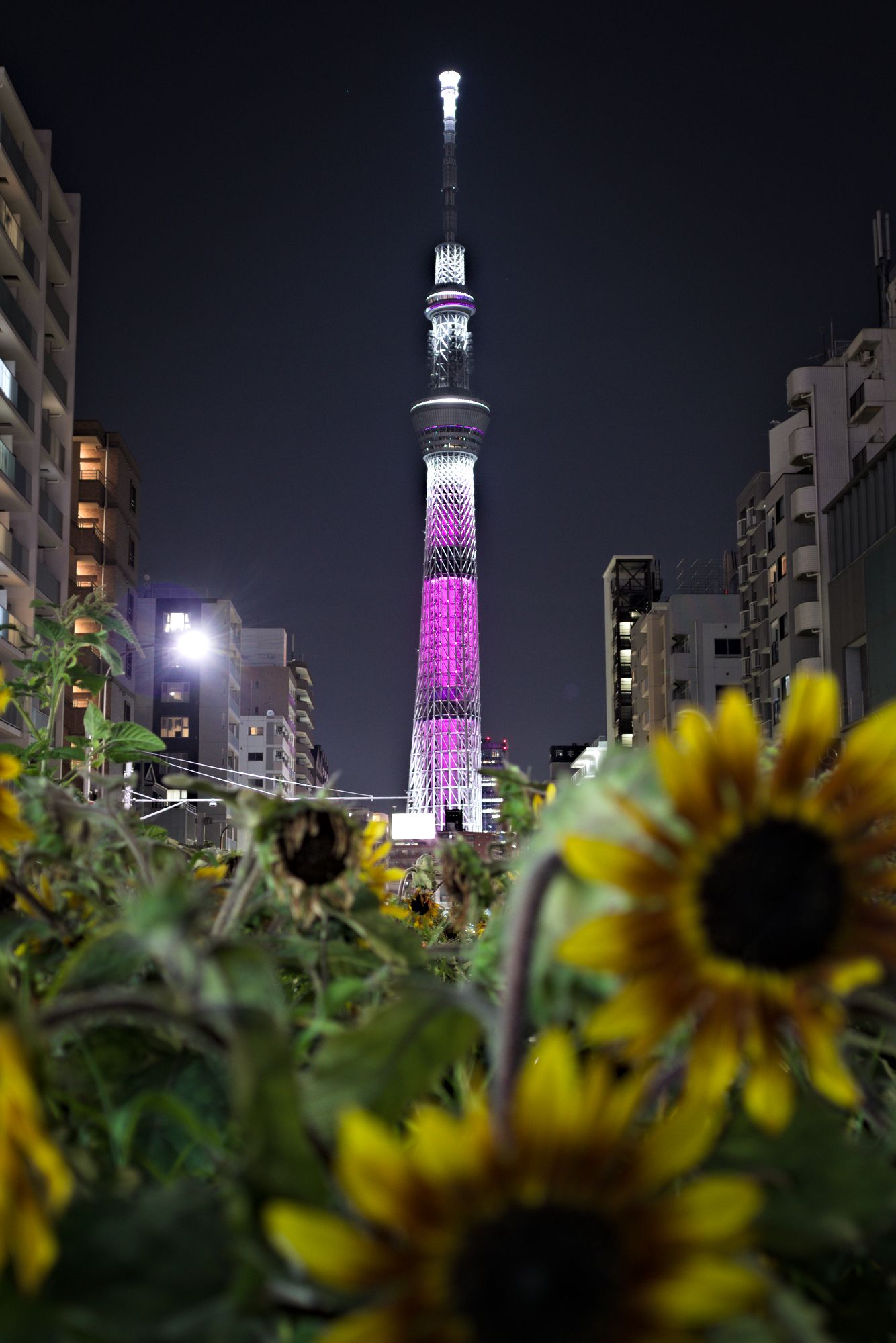 Tokyo Skytree at Night