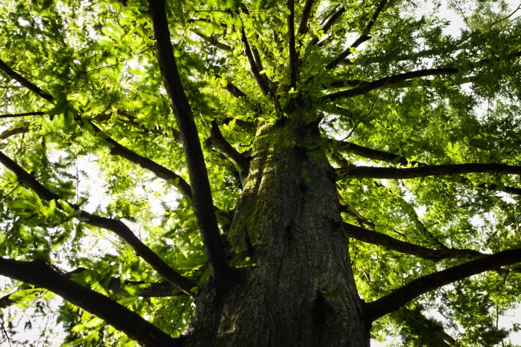 Metasequoia Tree in Shakujii Park, Nerima