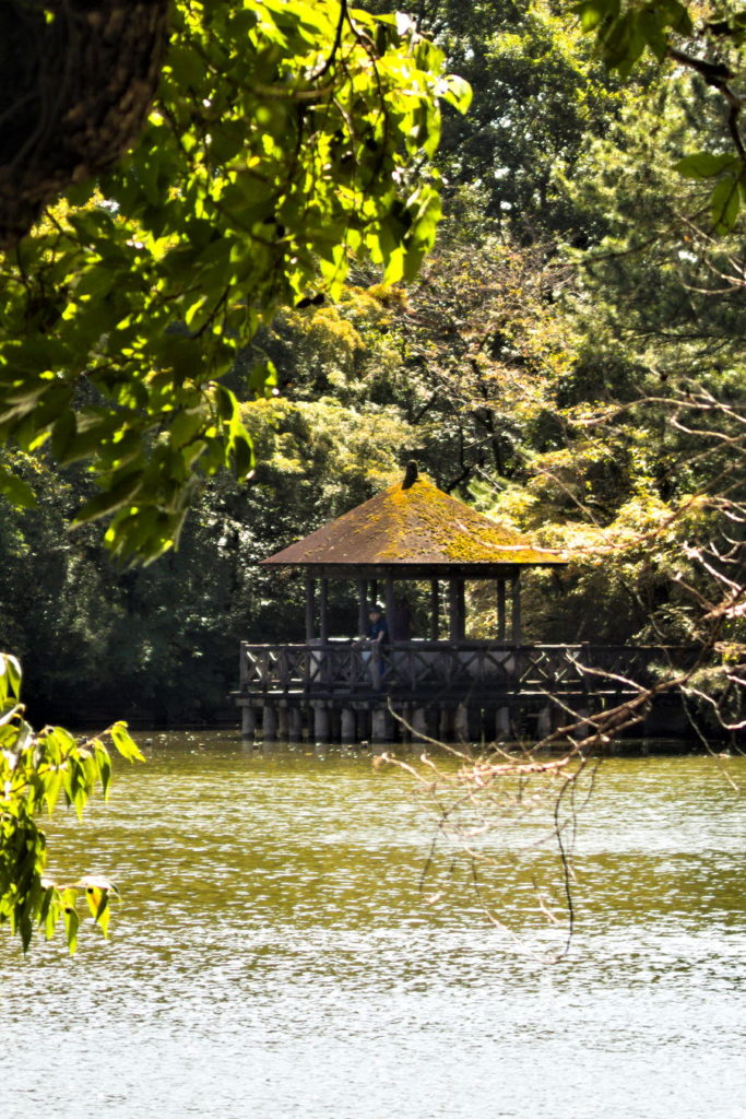 Pond in Shakujii Park, Nerima