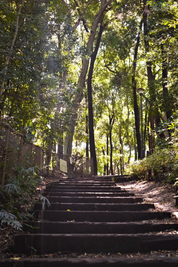 Trees in Shakujii Park, Nerima