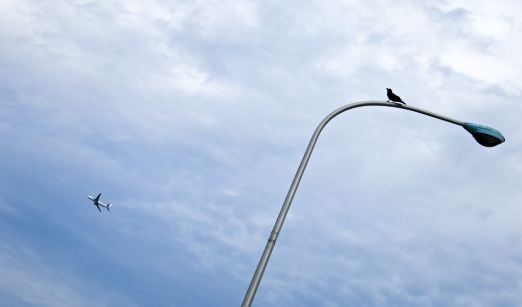 Plane in the Sky of Tokyo and Crow over streetlight