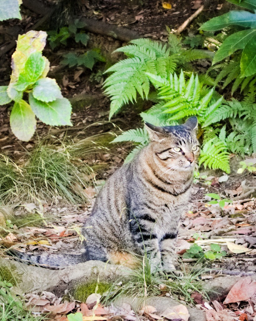 Grey Cat in Sankeien Garden