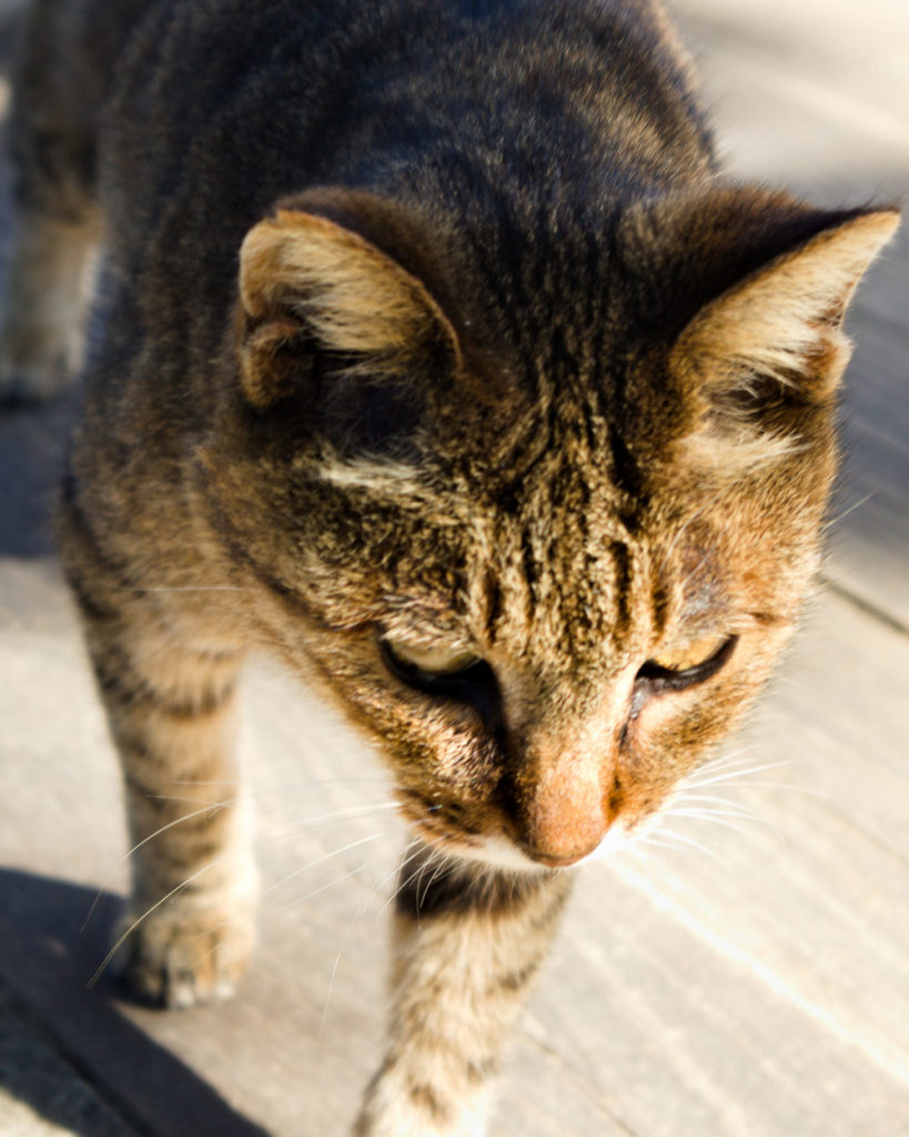 Orange Cat in Sankeien Garden