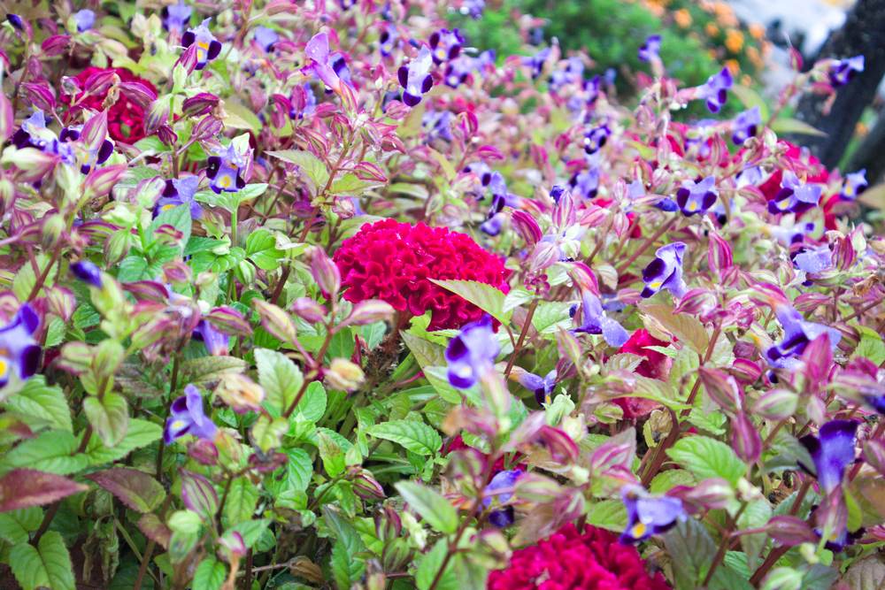 Flowers at Michi no Eki Fujioyama