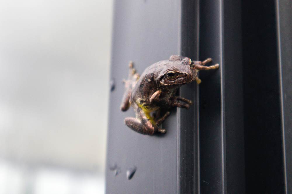 Frog at Michi no Eki Fujioyama