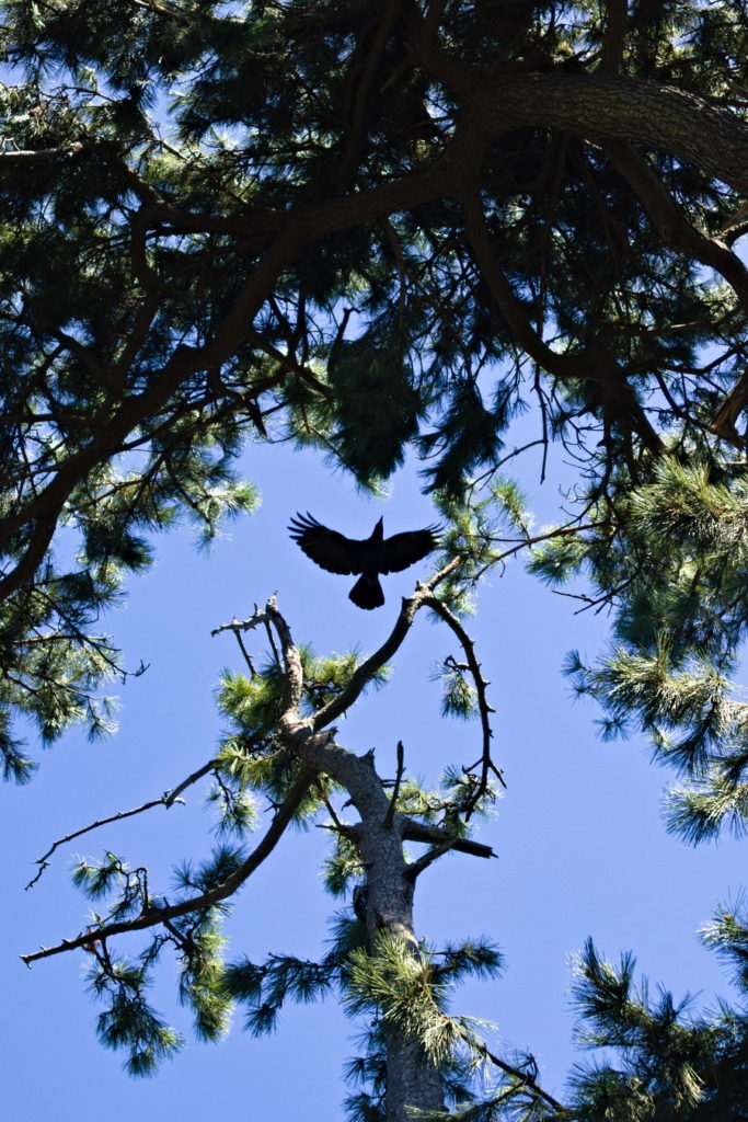 Crow flying over trees in a park in Numazu City